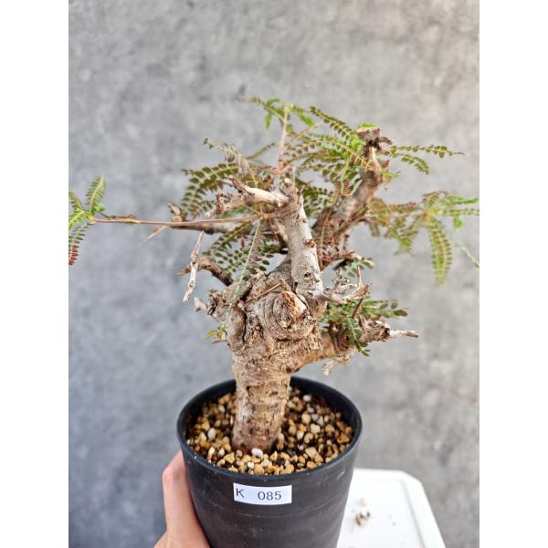 【現品限り】ボスウェリア・ネグレクタ 現地株【K85】 Boswellia neglecta
