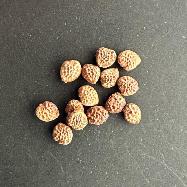 plant-brothers_s-a-cladosepala