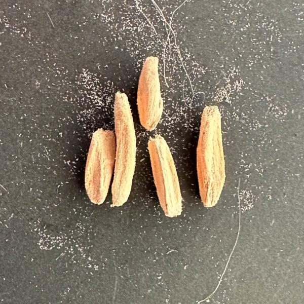 【種子】アデニウム・DHA Sila 獅子葉 葉巻 ドーセットホーン 5s Adenium DHA Sila