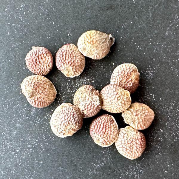 plant-brothers_s-a-epigea