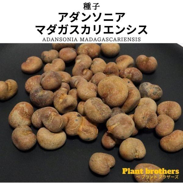 【種子】アダンソニア・マダガスカリエンシス 10s Adansonia madagascariensis