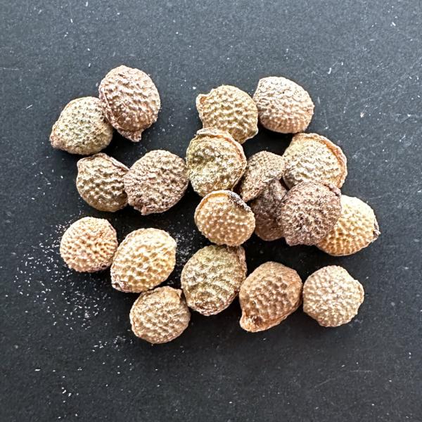 plant-brothers_s-a-ovata