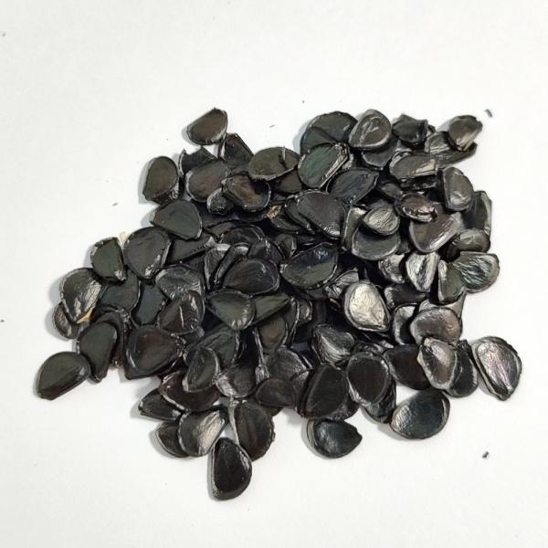 【種子】アガベ・ポタトルム 20s Agave potatorum