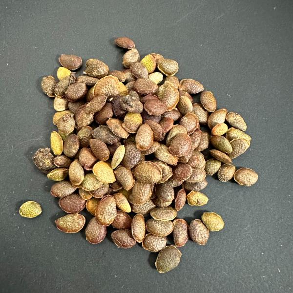 【種子】アデニア・サブセシリフォリア 5s Adenia subsessilifolia