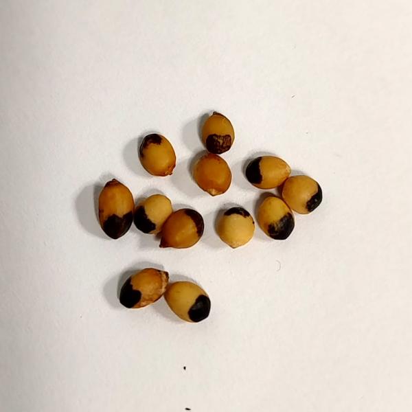 【種子】ブルセラ・ビピンナータ 3s Bursera bipinnata