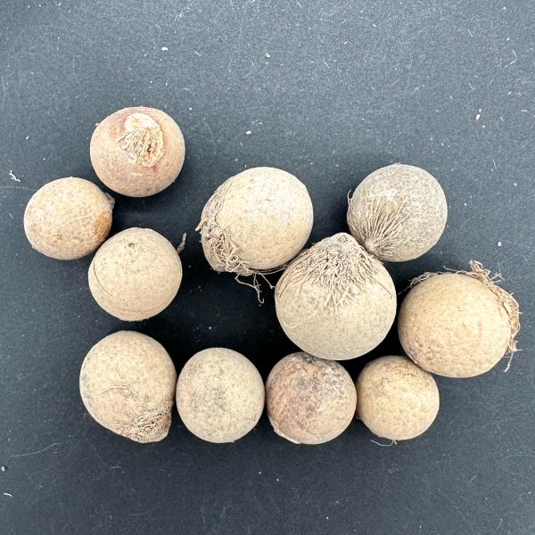 ブルーヤレイパーム(Copernicia hospita)の種子の販売です。1セット10粒ブルーヤレイパームの販売実績2023年8月　入荷、販売中