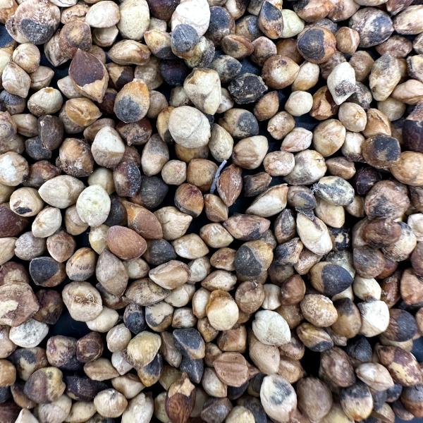 【種子】コミフォラ・モンストローサ(LA)  マダガスカル産 5s Commiphora monstruosa