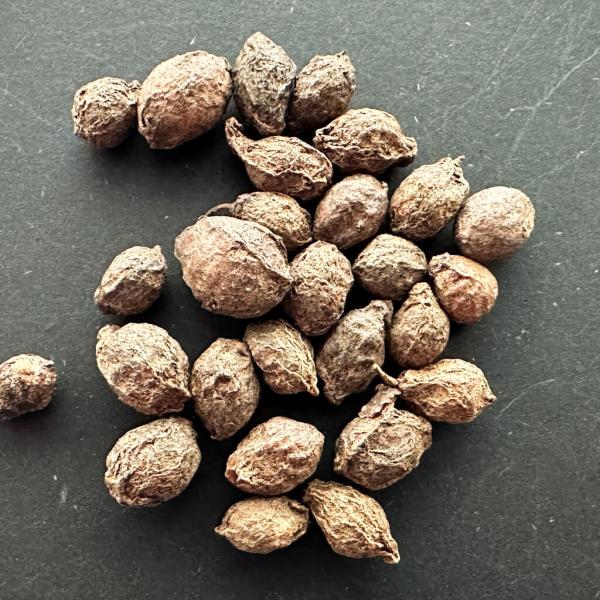 【種子】キフォステンマ・ニゲア・マーラ 5s Cyphostemma sp. 'Ngare Mara'