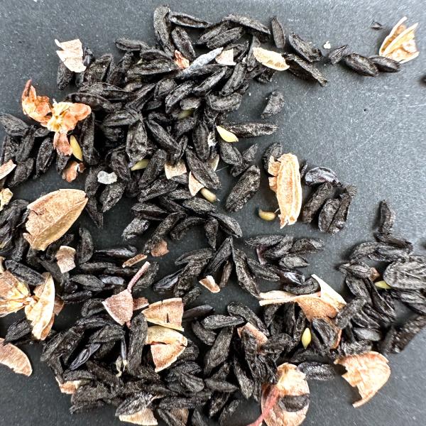 【種子】ドリミア・プラティフィラ 毛羽玉 10s Drimia platyphylla