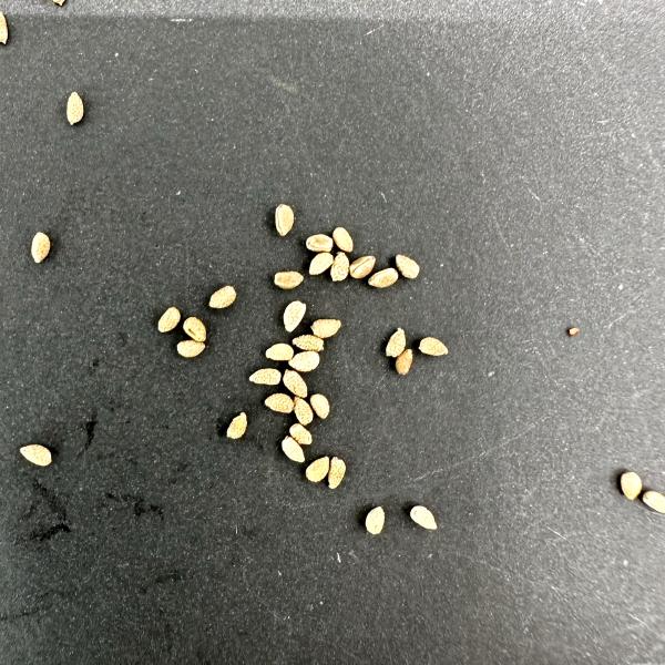 【種子】ユーフォルビア・ギムノカリキオイデス[栽培採種] 5粒/Euphorbia gymnocalycioides