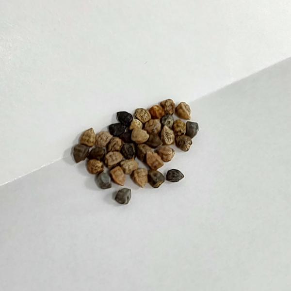 【種子】ユーフォルビア・ロンギツベルクローサ 5s Euphorbia longituberculosa