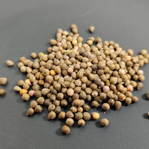plant-brothers_s-e-obesa