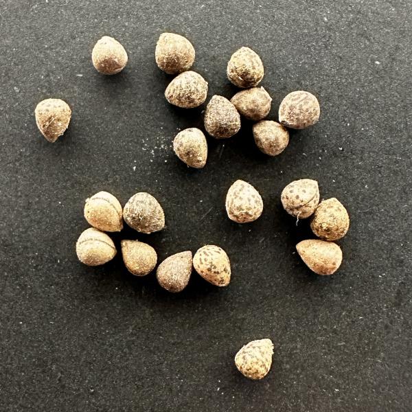 ユーフォルビア オベサ 種子 5粒 バスケットボールプランツ キリン玉 多肉植物 コーデックス 実生