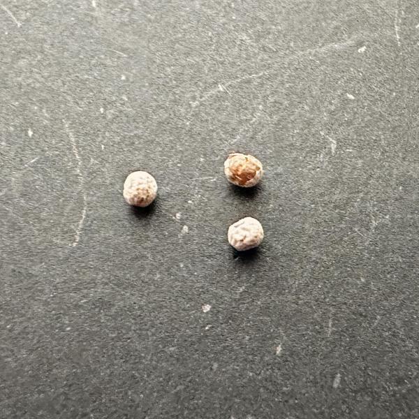 ユーフォルビア　シミリラメア isla del pescado - Euphorbia similiramea-ユーフォルビア