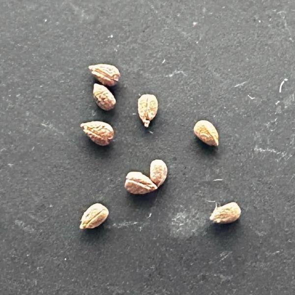 【種】ユーフォルビア・スポパーダ[栽培採種]/Euphorbia subapoda