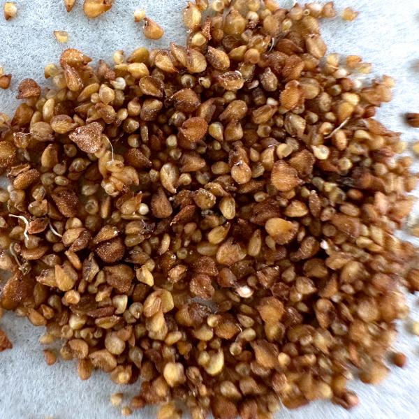 リトープス　種子　大量　まとめて リトープス種子 mix100粒 [2024年］ - メルカリ