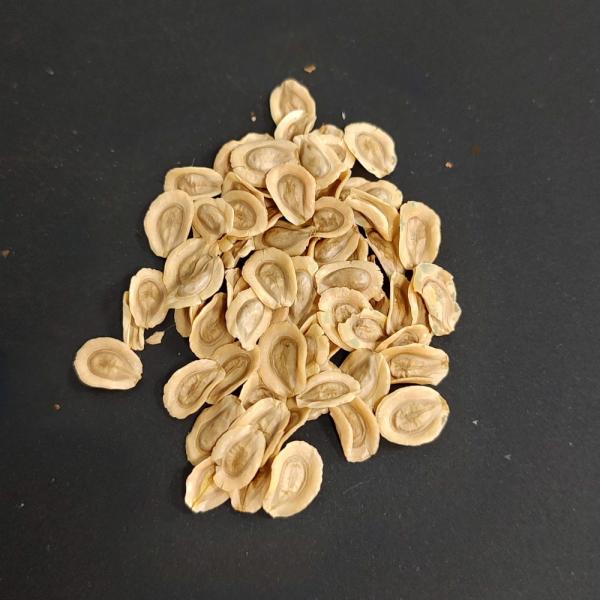 【種子】Monolluma socotrana 5s Monolluma socotrana