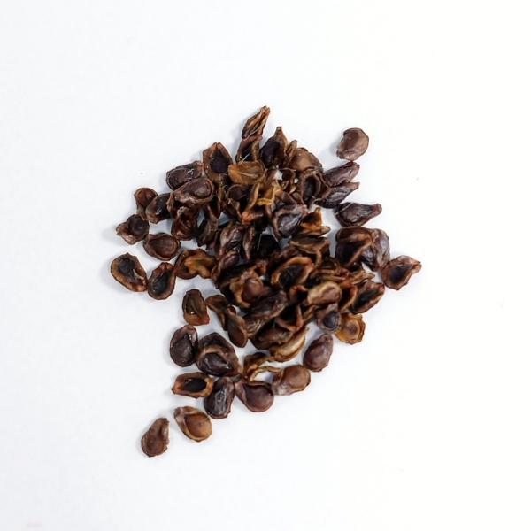 プセウドリトス・クビフォルメ(Pseudolithos cubiforme)の種子の販売です。1セット5粒プセウドリトス・クビフォルメの販売実績2025年5月　入荷、販売中