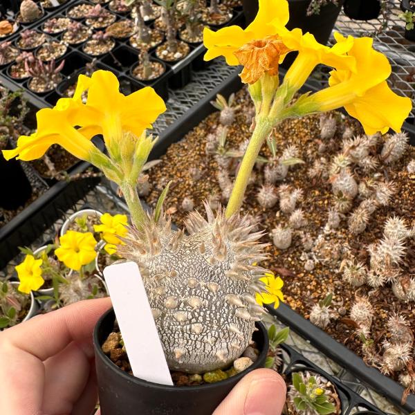 plant-brothers_s-p-densicaule-jika