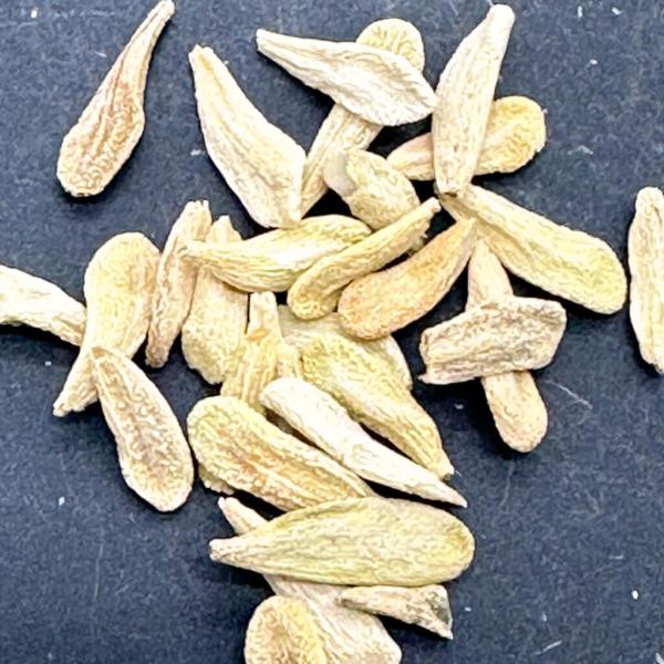【種子】パキポディウム ラメレイ 10粒 Pachypodium lamerei マダガスカルパーム コーデックス 入門種 実生 大型種