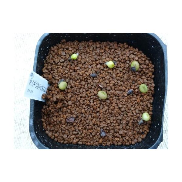 プセウドリトス・ミギウルティヌス(Pseudolithos migiurtinus)の種子の販売です。1セット10粒プセウドリトス・ミギウルティヌスの販売実績2025年5月　入荷、販売中