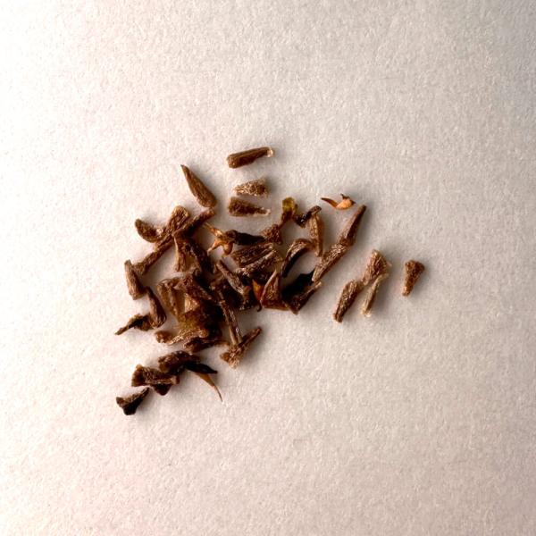 【種子】クセロフィタ・レティネルビス 10s Xerophyta retinervis