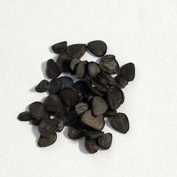 【種子】ユッカ・ロストラータ 20s Yucca rostrata