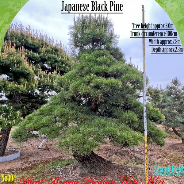 2025年 植木 黒松(クロマツ)の大樹 No4 F-2 : PLANT・BONSAI