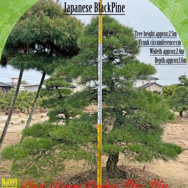 2025年 植木 黒松(クロマツ)の中樹 No9 F-1 : PLANT・BONSAI・Produce