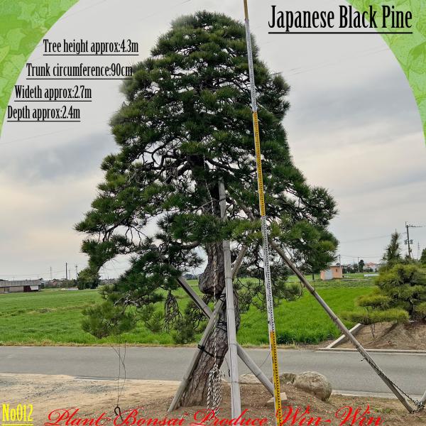 2025年 植木 黒松(クロマツ)の大樹 No12 F-1 : PLANT・BONSAI・Produce