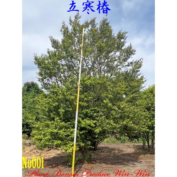 plantbonsaiwinwin_camellia001
