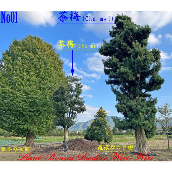 2024年 美景美観 茶梅の巨樹 No1の魅力と購入ガイド