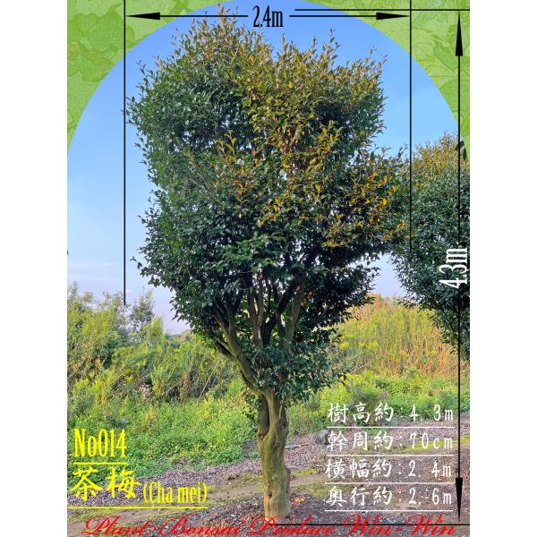 2025年 New Release 美景美観 山茶花(サザンカ)の大樹 No14