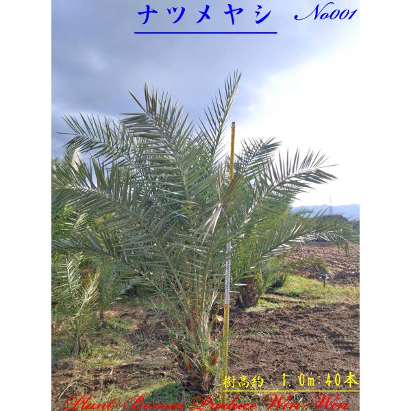 2024年 美景美観 ナツメヤシの中樹 No1(40本) : PLANT・BONSAI