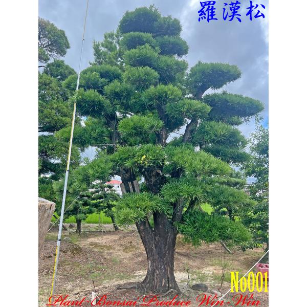 植木 美景美観 羅漢槇(ラカンマキ)の大樹 No1 : PLANT・BONSAI