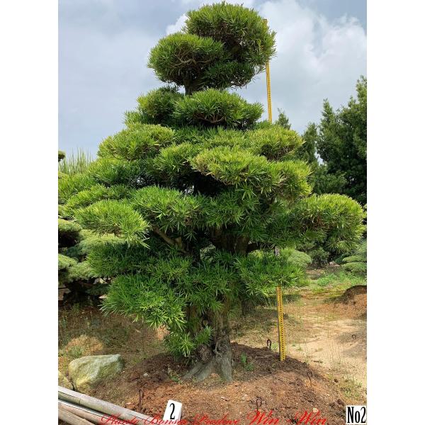 ラカンマキ（カッチョイイサイズ）インテリア用庭木