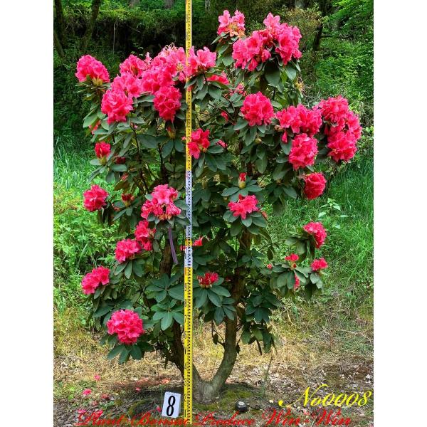 2020年 西洋石楠花(アンナローズ・ホイットニー)の中樹 No8