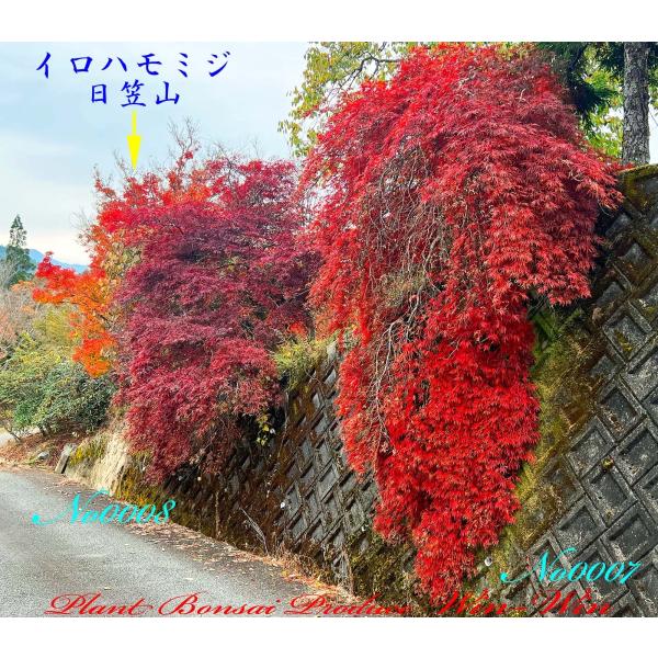 希少美形 ❗ 綺麗な曲がり樹形 モミジ シダレモミジ 160cm 紅葉