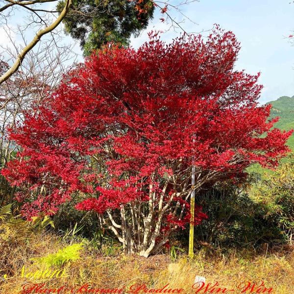 灯台躑躅 根本の立ち姿が格好の良い 樹高1.1m位 482 ドウダンツツジ 灯台躑躅 根本の立ち姿が格好の良い 樹高1.1m位 482 ドウダンツツジ
