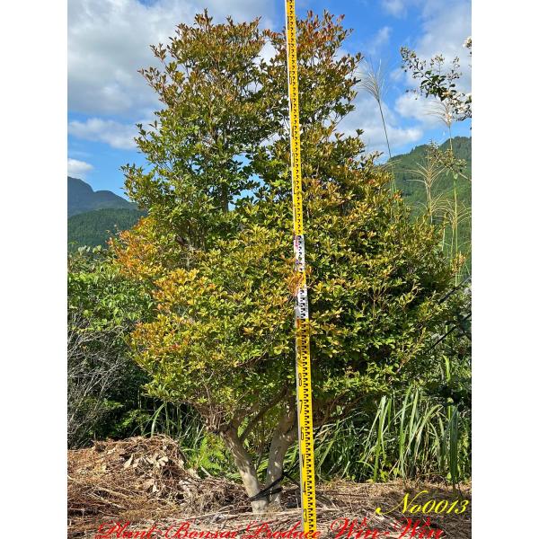 2022年美景美観灯台躑躅双幹中株が選ばれる理由