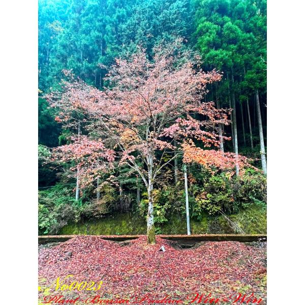 2021年 伊呂波紅葉の巨樹 No23の魅力と購入ガイド