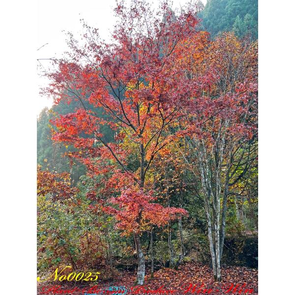 イロハモミジ 紅葉　約145cm 2020年 美景美観 最高峰 伊呂波紅葉(イロハモミジ)の巨樹 No1