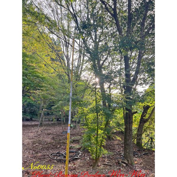 2022年 美景美観 自然形 伊呂波紅葉(イロハモミジ)株立ちの中樹 No35