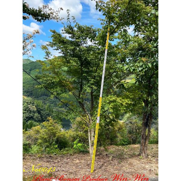 2022年 美景美観 自然形 伊呂波紅葉 No43の魅力と購入ガイド