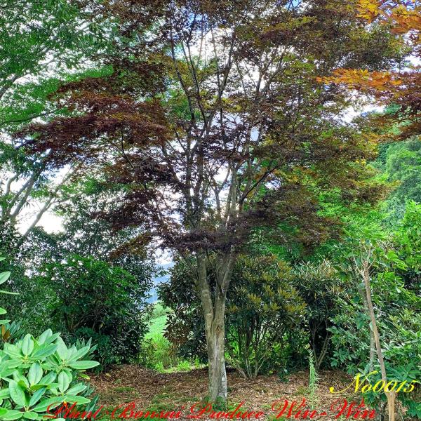 紅司 オオモミジ ベニツカサ No15 ベニツカサ No15 Fyyiksbeoymzbtno15 Plant Bonsai Produce Win Win 大紅葉 Plant Bonsai Produce Win Winでは多種に渡り植木盆栽を取り扱っています なお 輸送 検疫 通関手続き等の諸費用は 植木の価格とは別になります