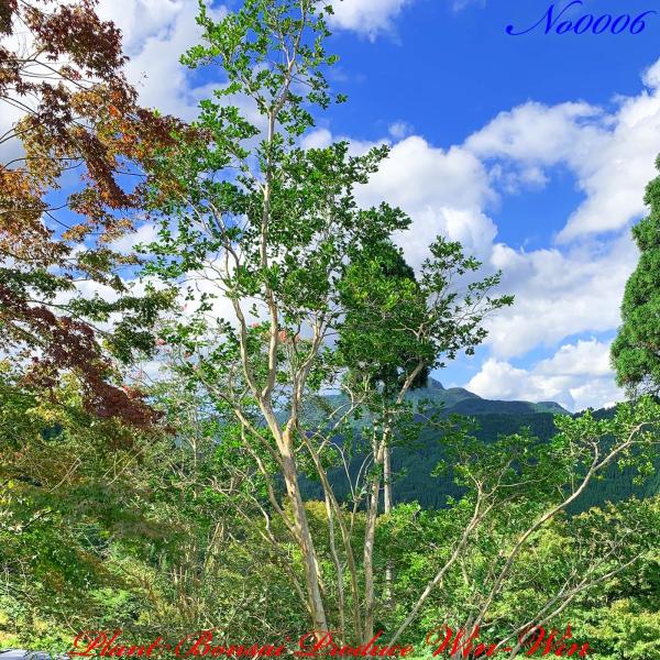 2021年 美景美観 百日紅(サルスベリ)の大樹 No6 (PALE PURPLE) : PLANT