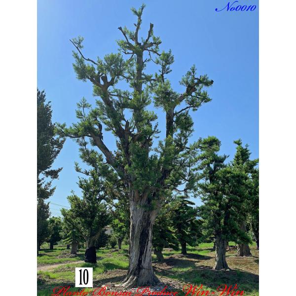 植木 羅漢槇(ラカンマキ)の巨樹 No10の魅力と購入ガイド