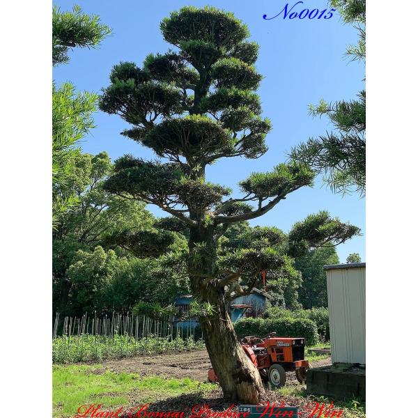 ラカンマキ（高さ3.0）