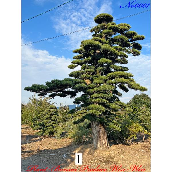植木 美景美観 最高峰 羅漢槇（ラカンマキ）の巨樹 No1 : PLANT