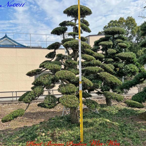 植木 美景美観 羅漢槇(ラカンマキ)の中樹 No12の魅力と購入ガイド